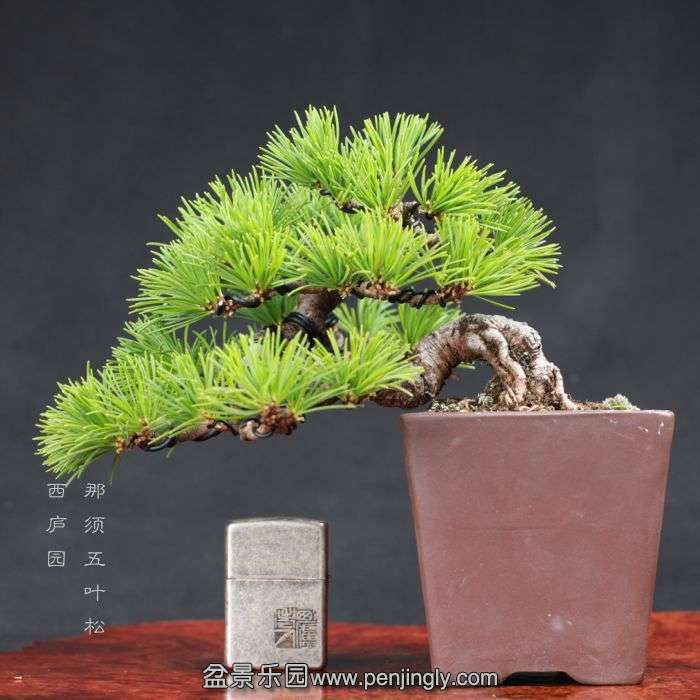 bonsai15080520.jpg
