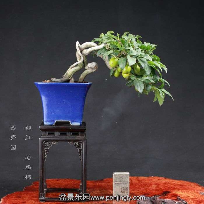 bonsai15080701.jpg