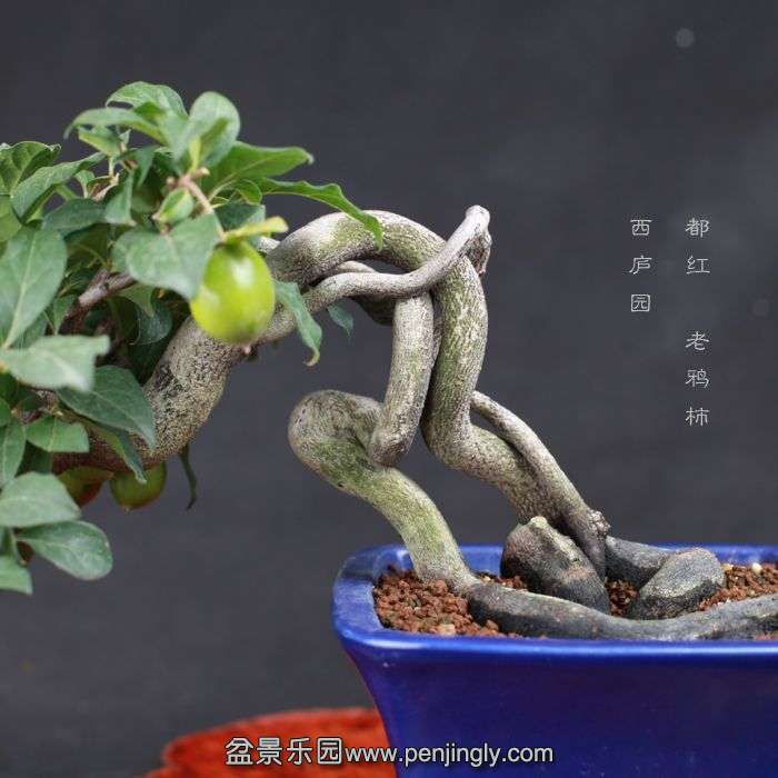 bonsai15080704.jpg