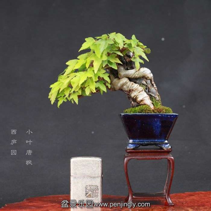 bonsai15080707.jpg