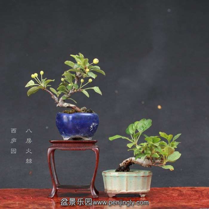 bonsai15080712.jpg