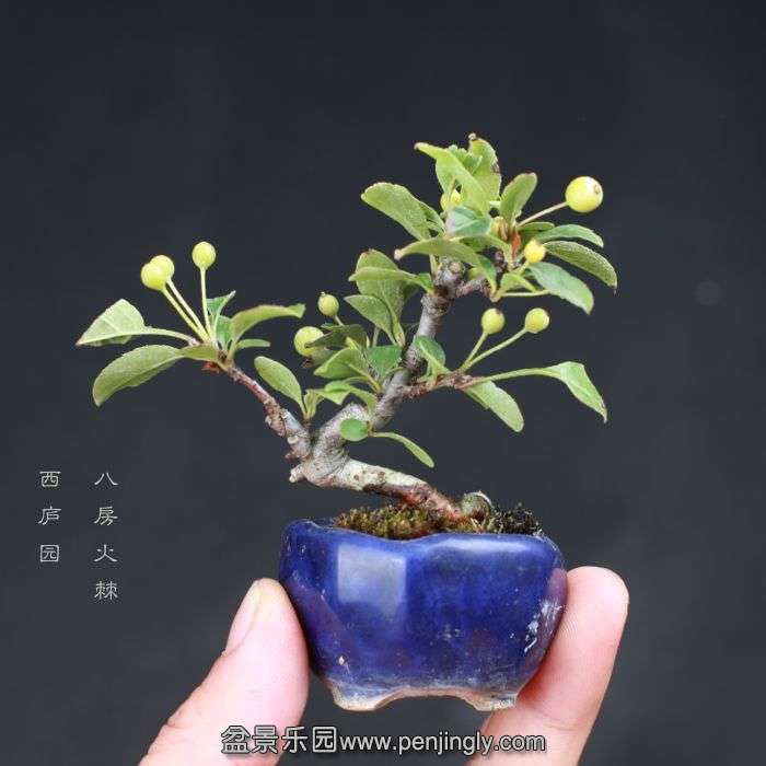 bonsai15080714.jpg