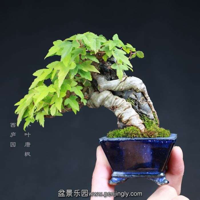 bonsai15080709.jpg