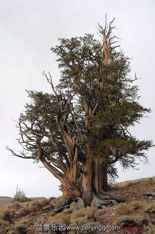 ����Ȼ�Ľ���