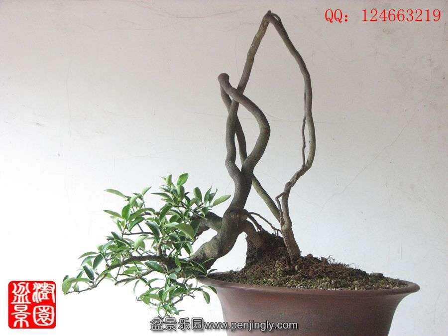 IMG_1593__.jpg