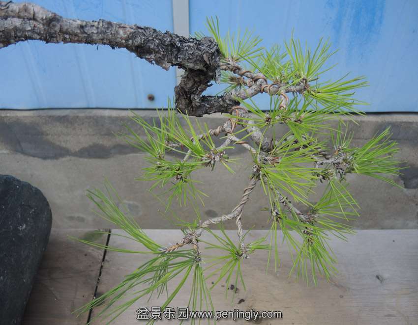 DSCN9737.jpg