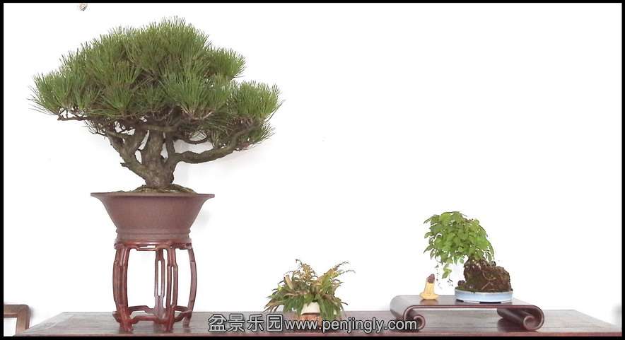 ߴ糤120CM85CM