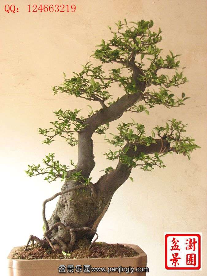 IMG_1668_.jpg