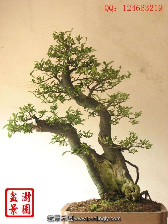 IMG_1669_.jpg