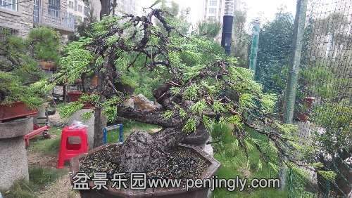 IMG_20150819_073354.jpg