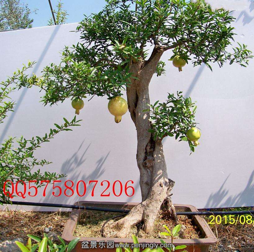100_9965.JPG