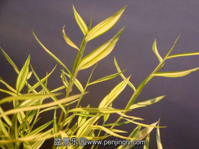 DSC01519.JPG