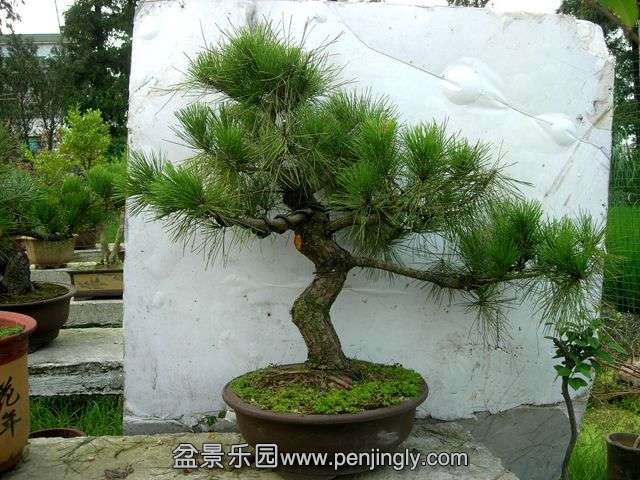 DSCN6482_.jpg