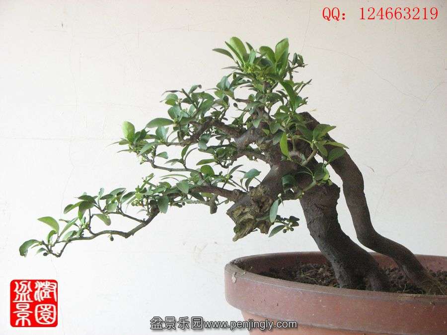 IMG_1689_.jpg