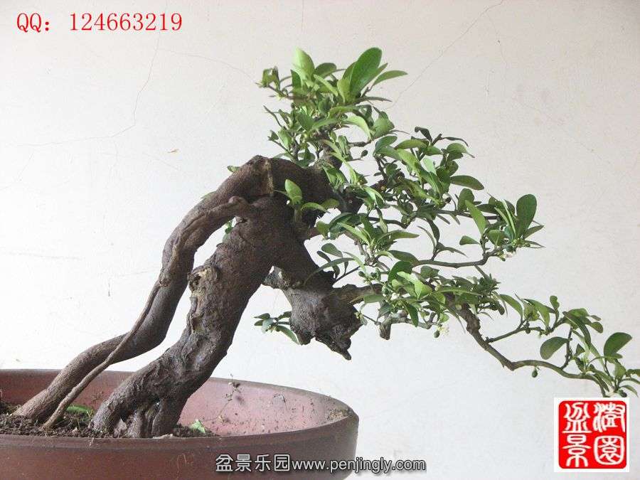 IMG_1692__.jpg
