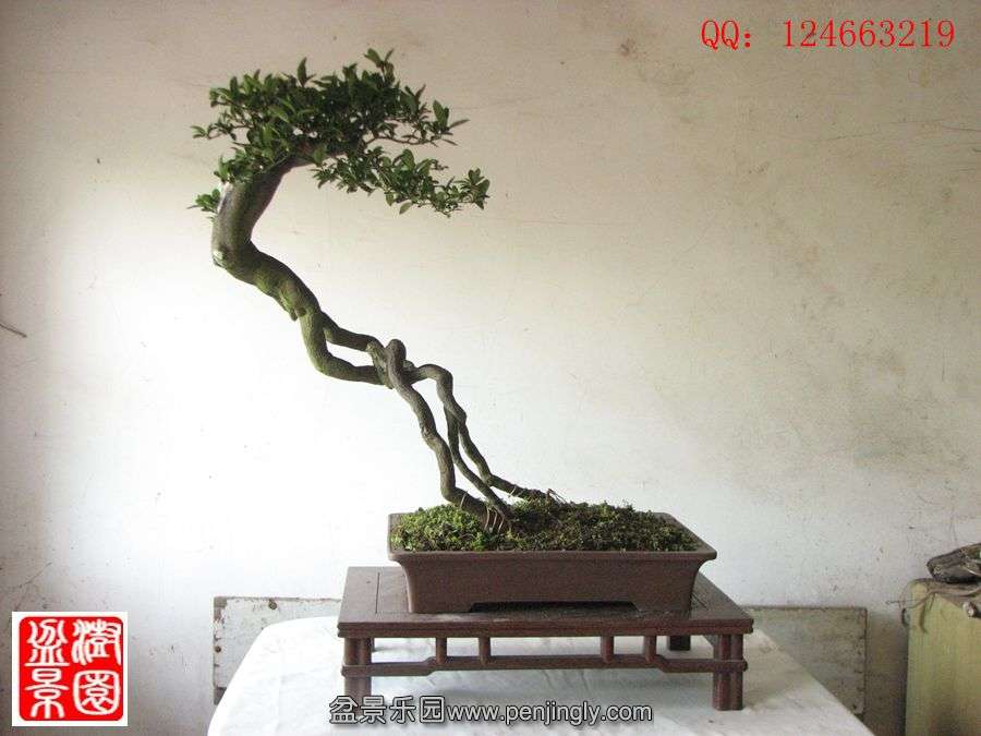 IMG_1694__.jpg