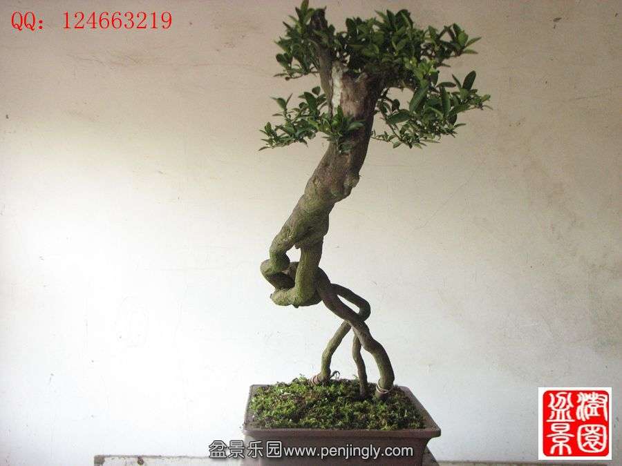 IMG_1696__.jpg
