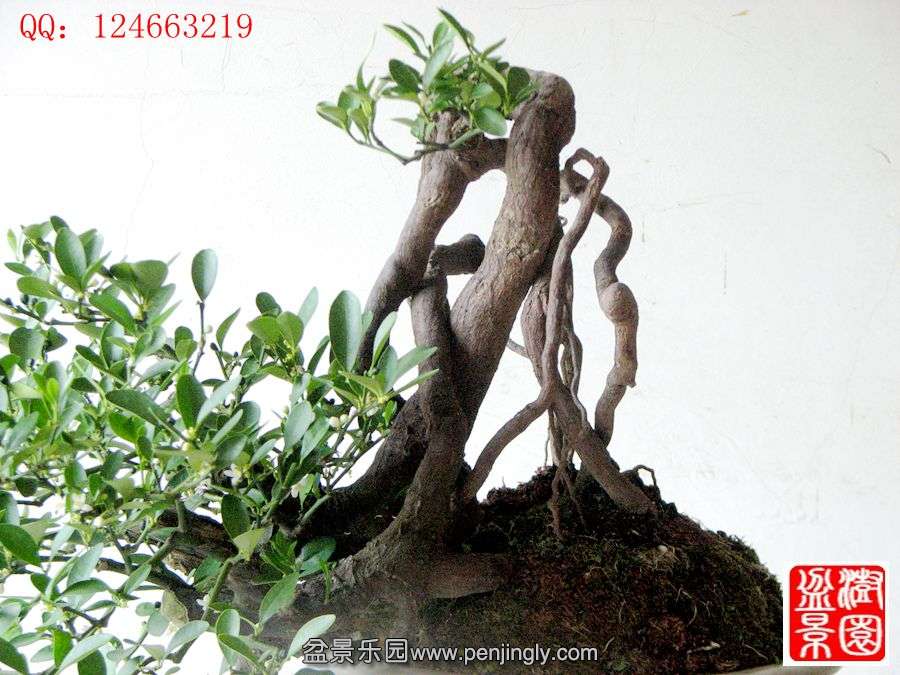 IMG_1708__.jpg
