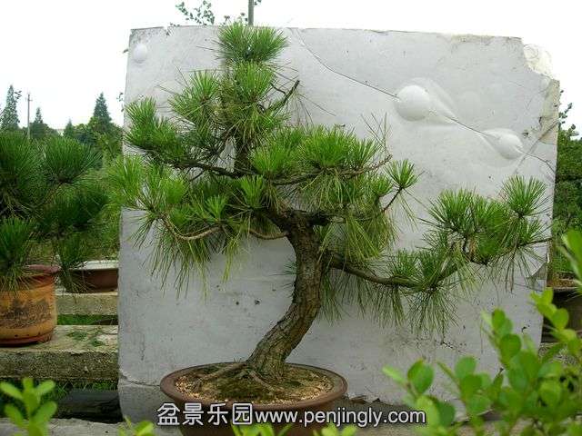 DSCN6486_.jpg