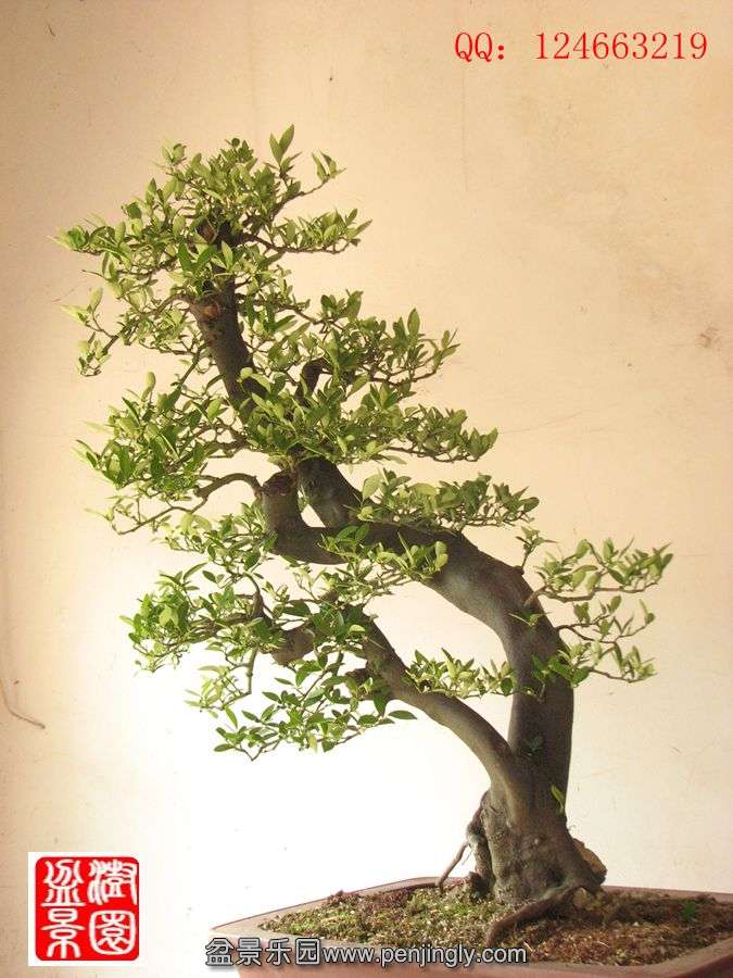 IMG_1711__.jpg