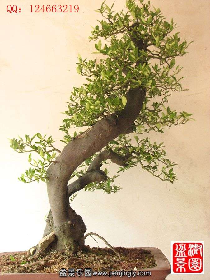 IMG_1713__.jpg