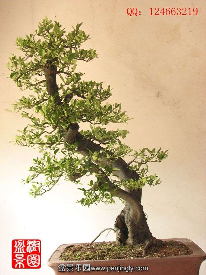 IMG_1715__.jpg