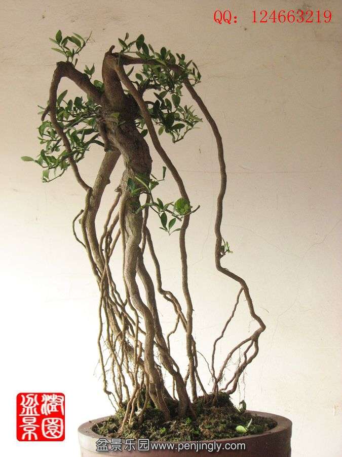 IMG_1719__.jpg