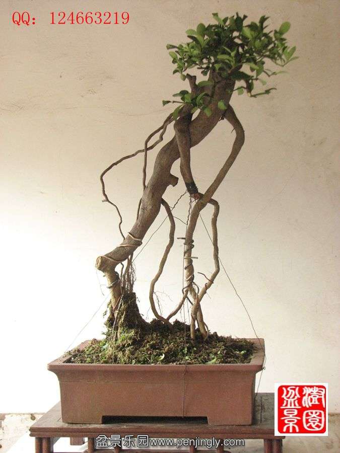 IMG_1729__.jpg