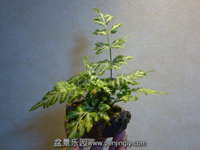DSC01486.JPG