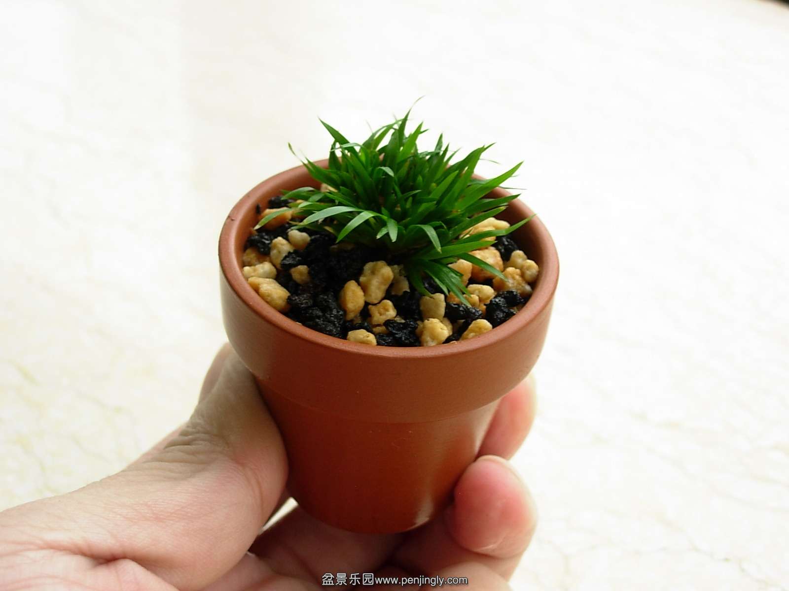 DSCN9952_conew1.jpg