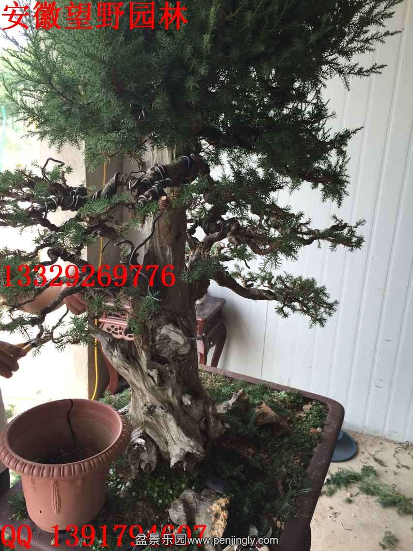 F0CE2B5A53EF82B0566FAE833617EBEE.jpg