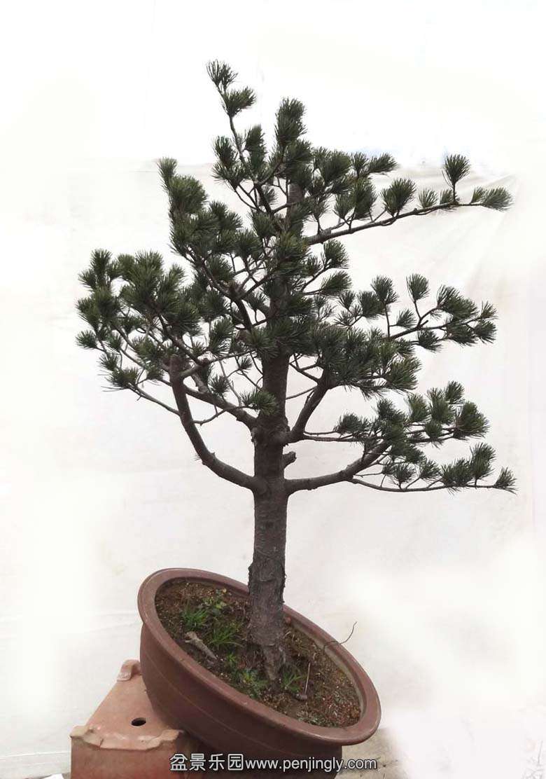 p0-1.jpg