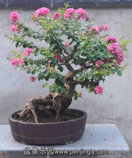 ޱ 70cm.jpg