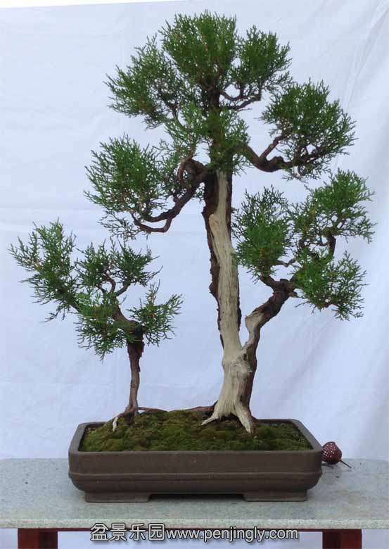 ��� ����75cm.jpg