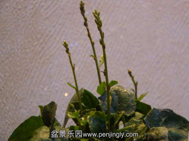 DSC01633.JPG