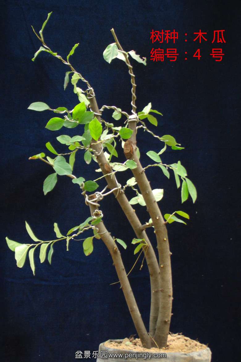 GEDC1633.jpg