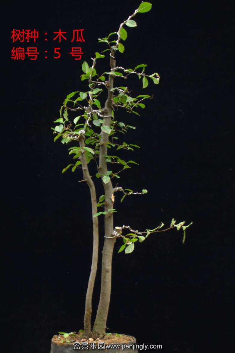 GEDC1636.jpg
