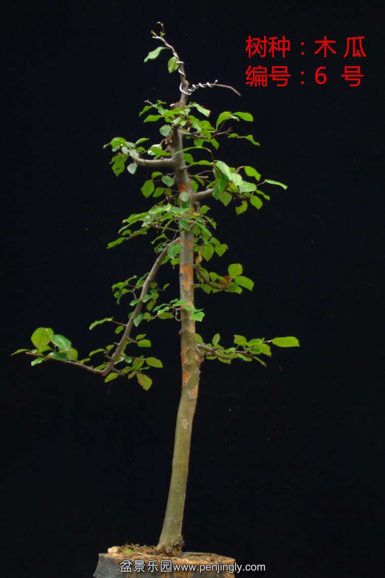 GEDC1640.jpg