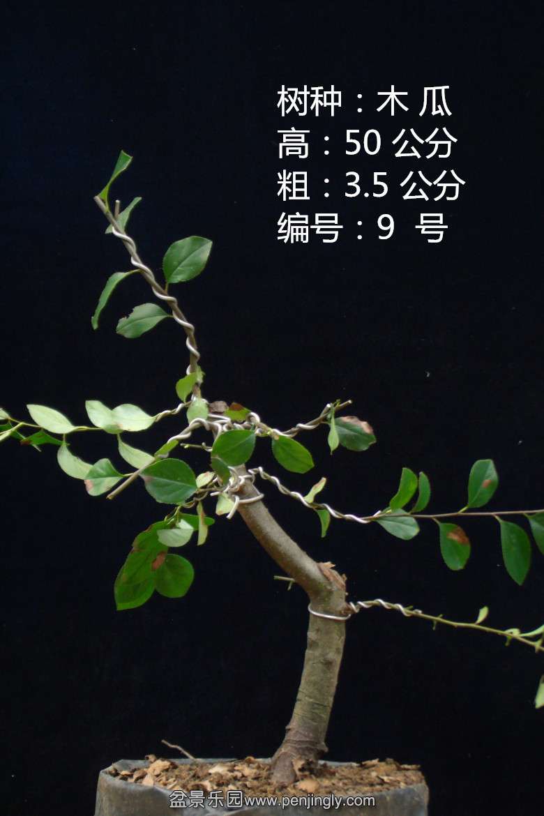 GEDC1647.jpg