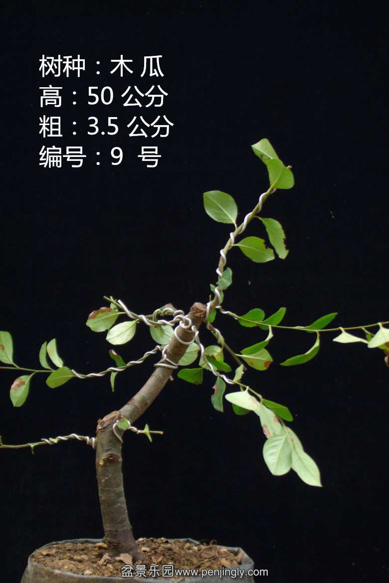 GEDC1648.jpg