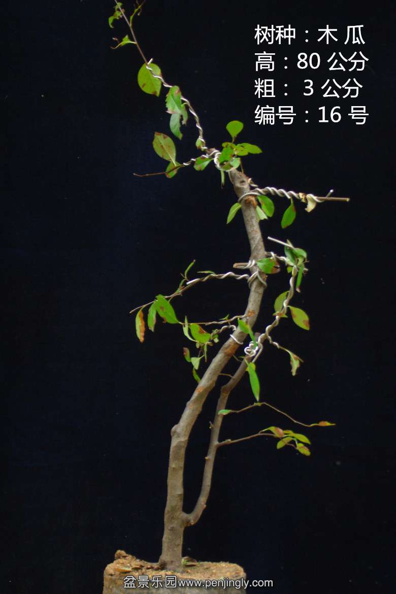 GEDC1666.jpg