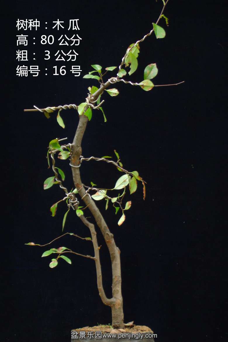 GEDC1667.jpg