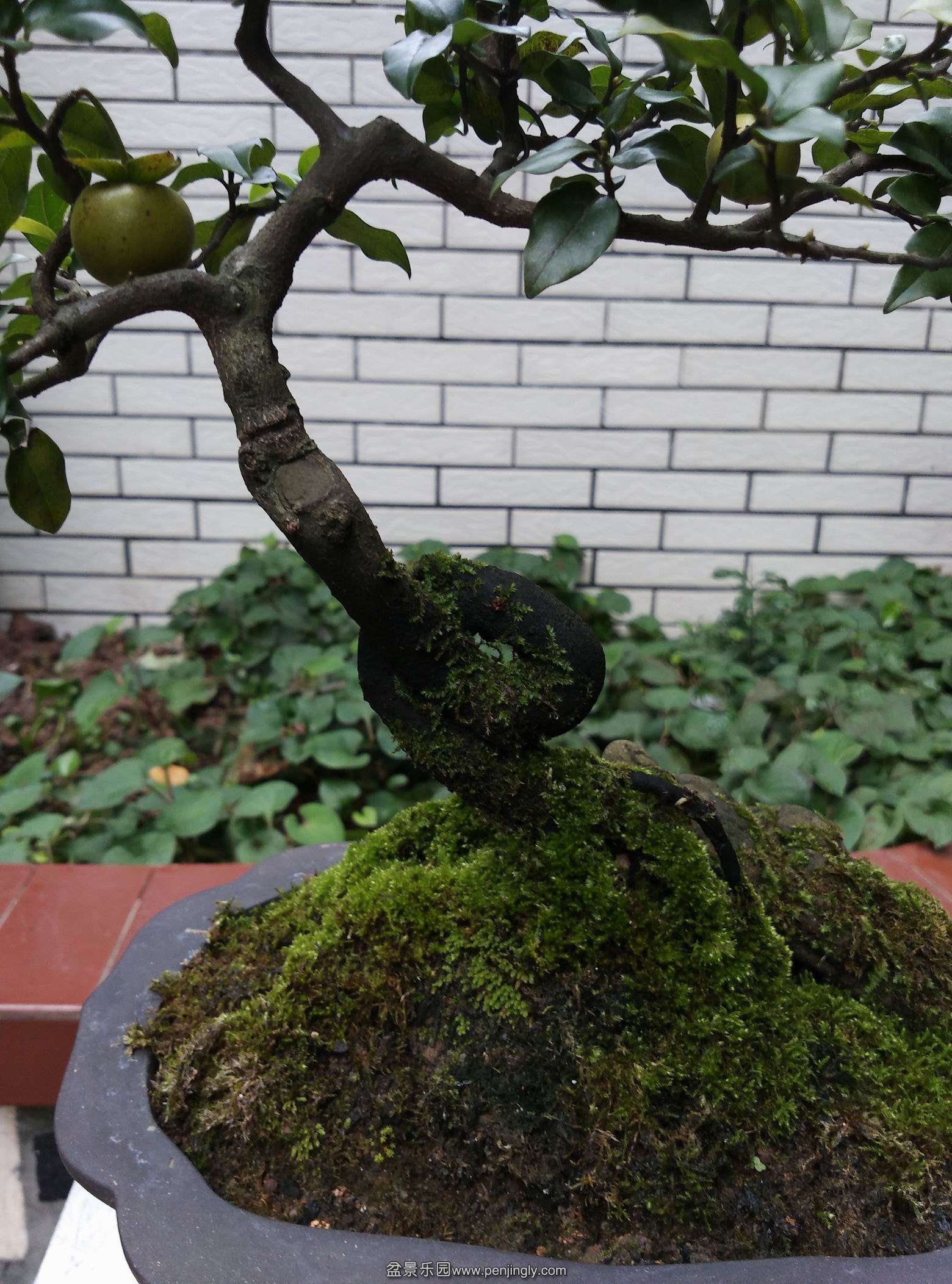 Ƭ 033.jpg