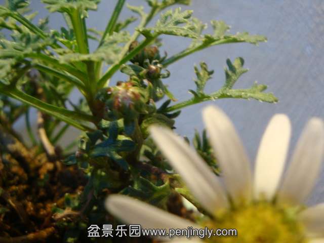 DSC01647.JPG