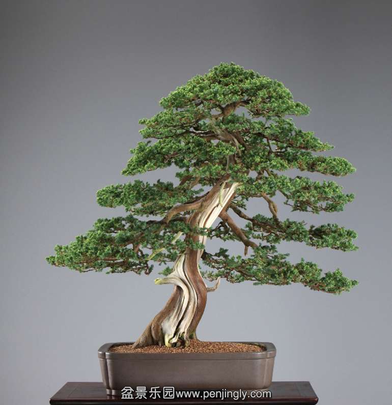 Lee-juniper-small1.jpg