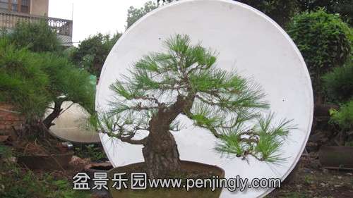 IMG_8990_.jpg