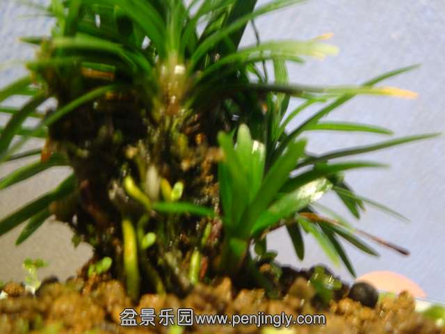 DSC01652.JPG