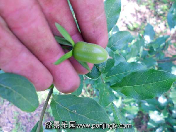 140550avs22j5u2155v513_jpg_thumb.jpg