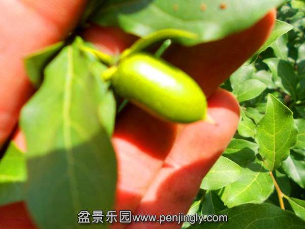 140649hpuz2323ysuuh2sn_jpg_thumb.jpg