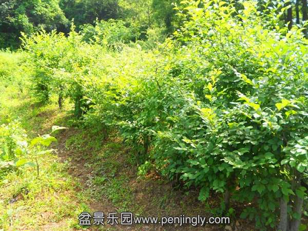 140704npqnmnyipgrffbgo_jpg_thumb.jpg
